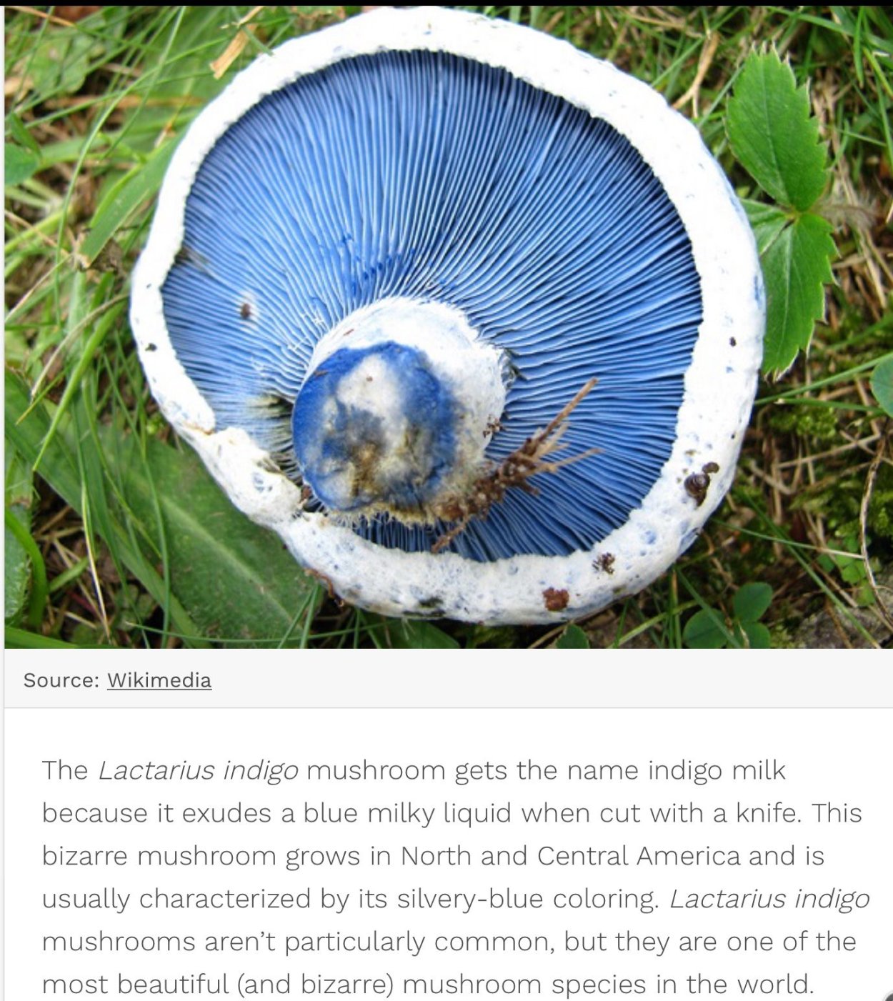 Майский гриб Calocybe gambosa