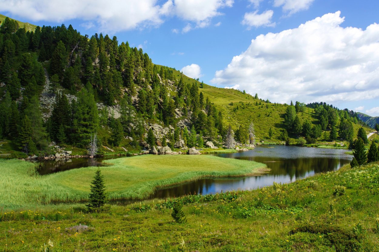 Лесная Поляна природа лес река