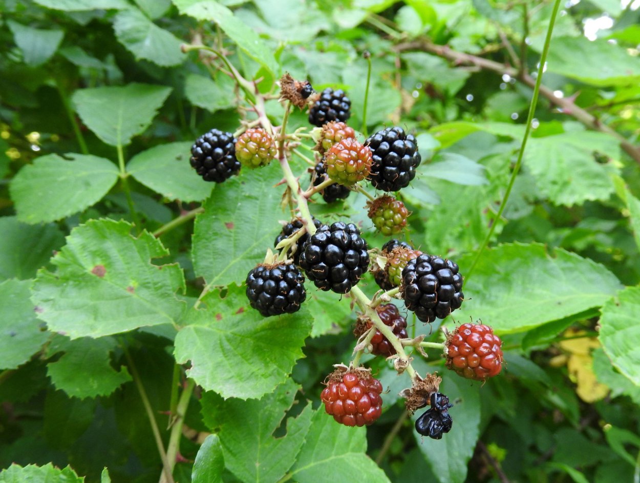 Лесная ягода куманика