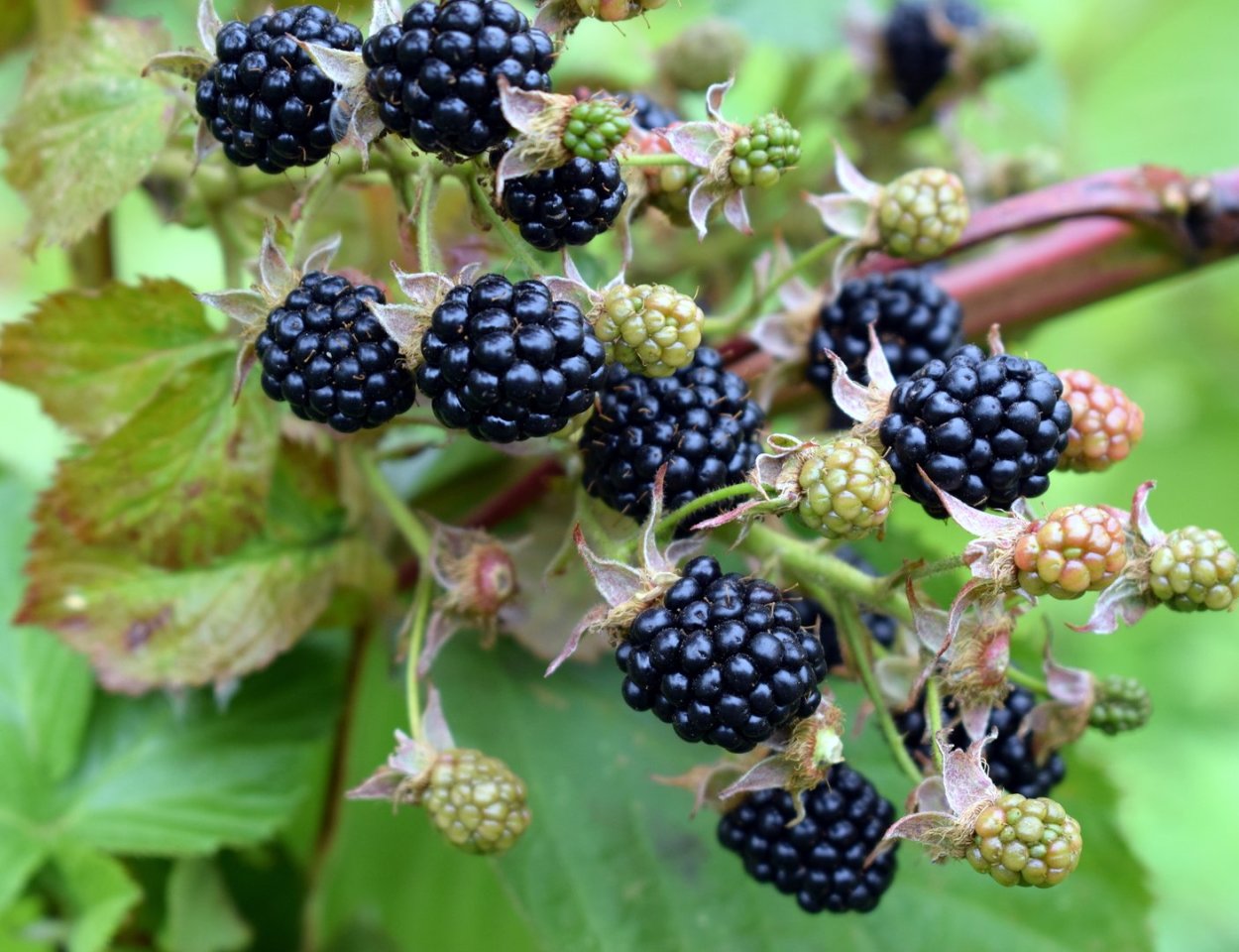 Ежевика куманика