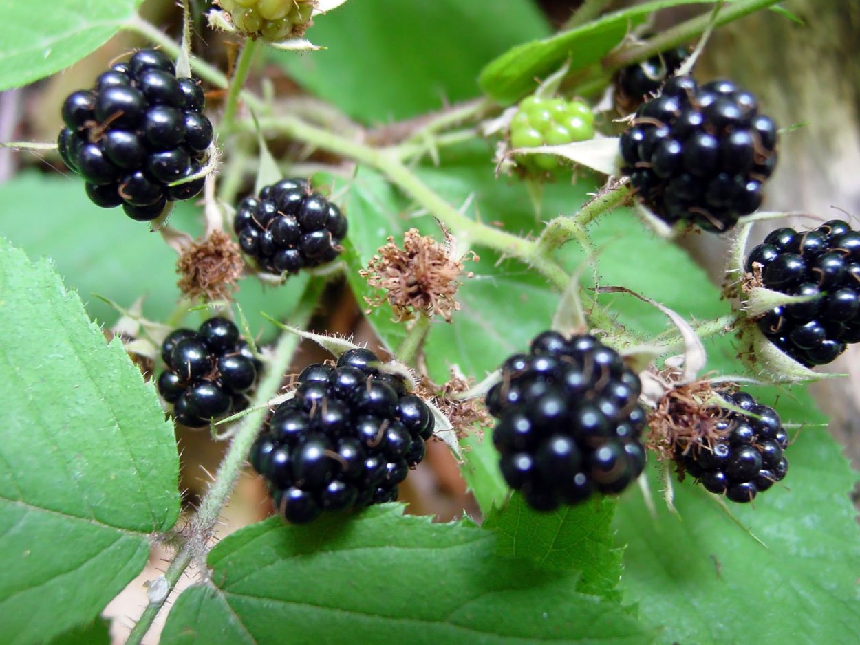 Ежевика куманика