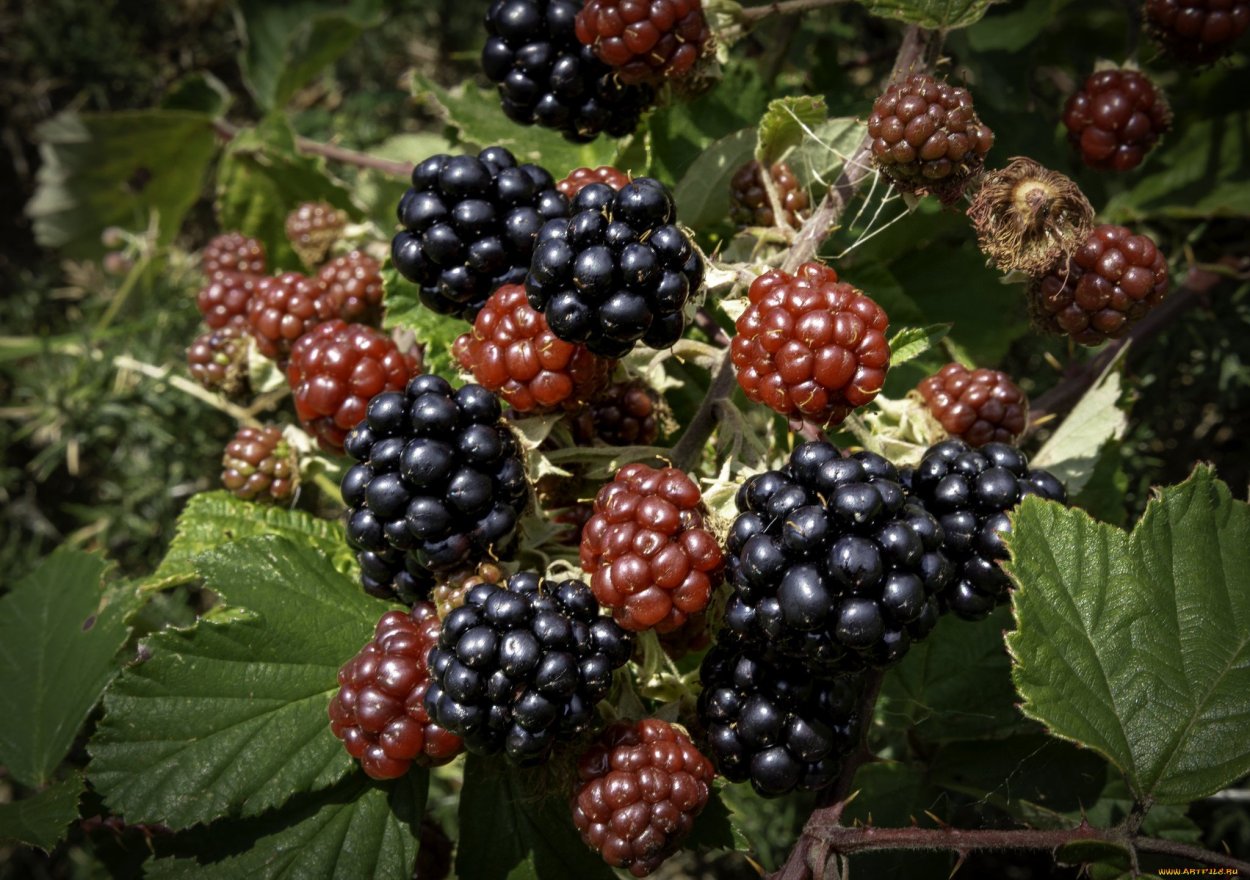 Лесная ягода куманика