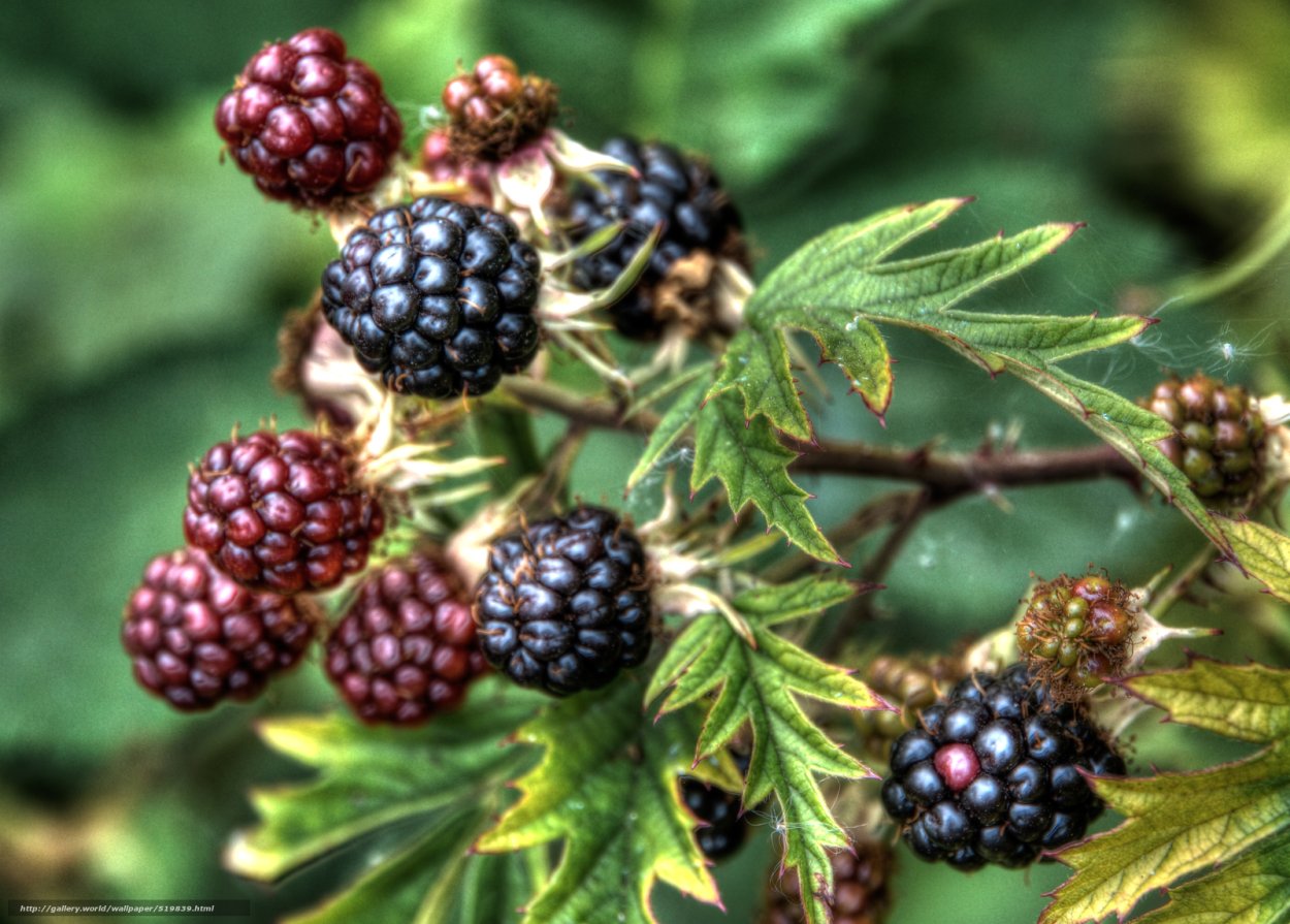 Лесная ягода куманика