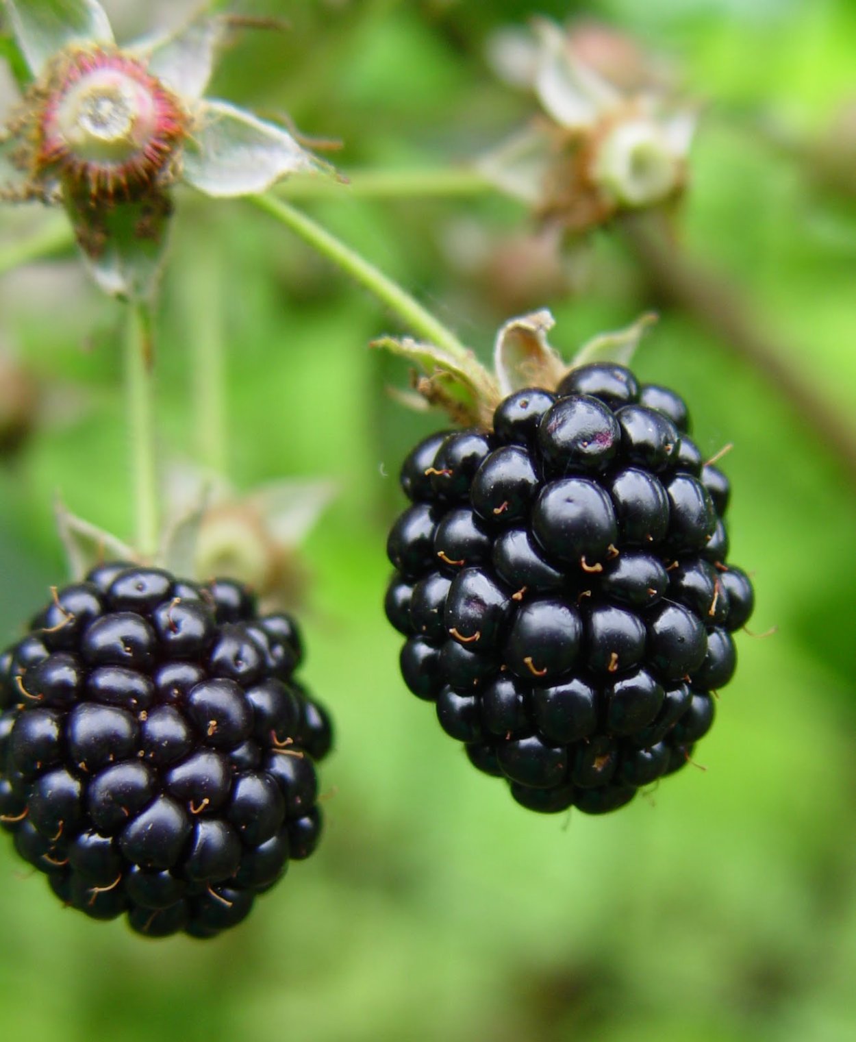 Ежевика ягода