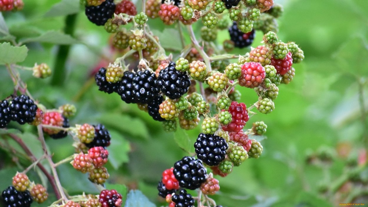 Ежевика Рубус