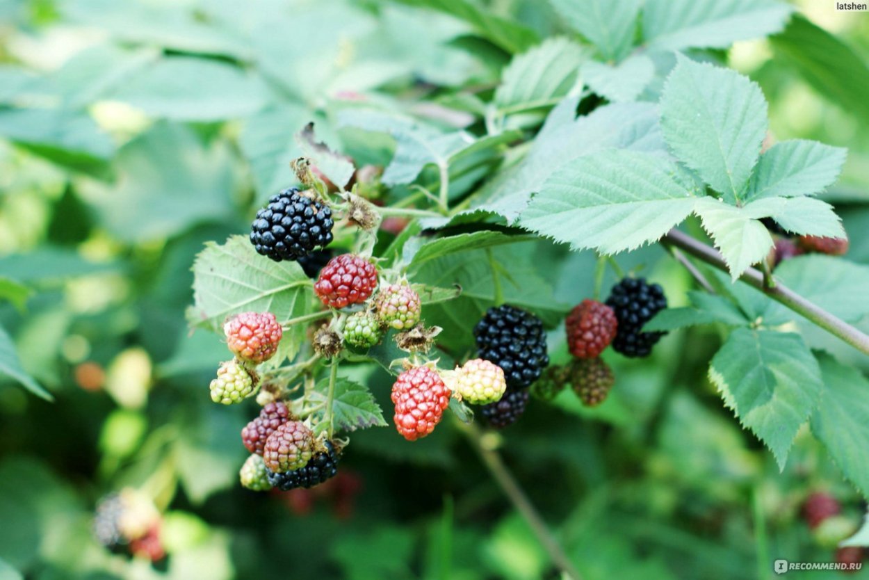 Живика ягода