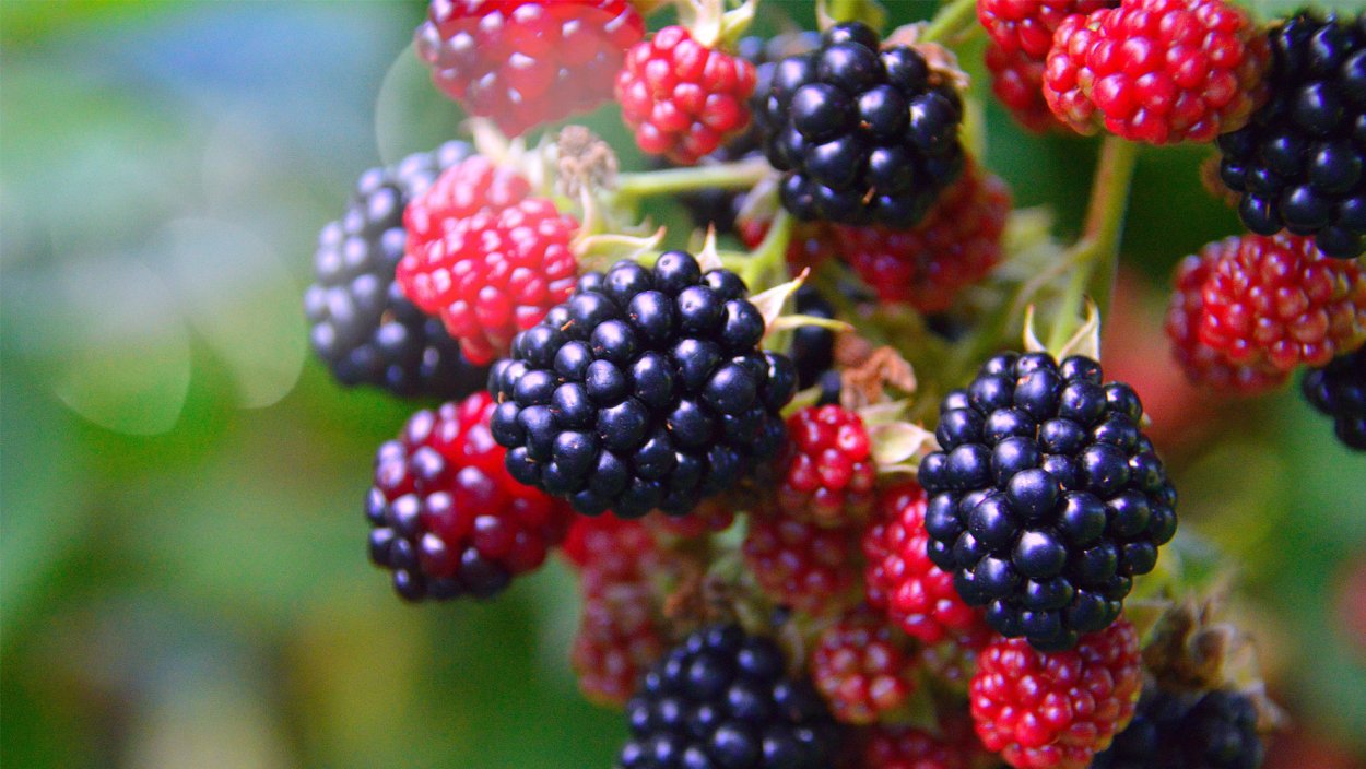 Дикорастущая малина