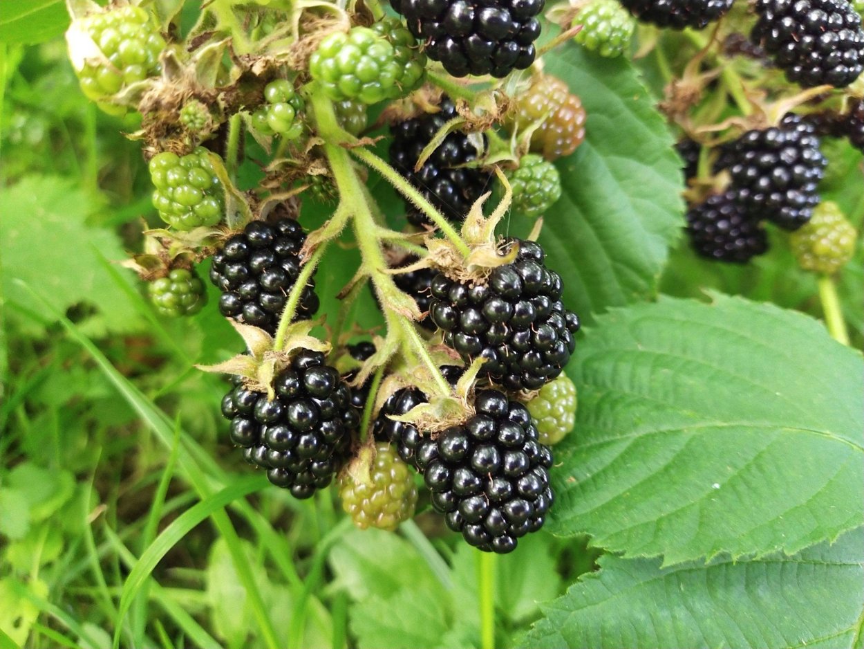 Ежевика Полар Берри