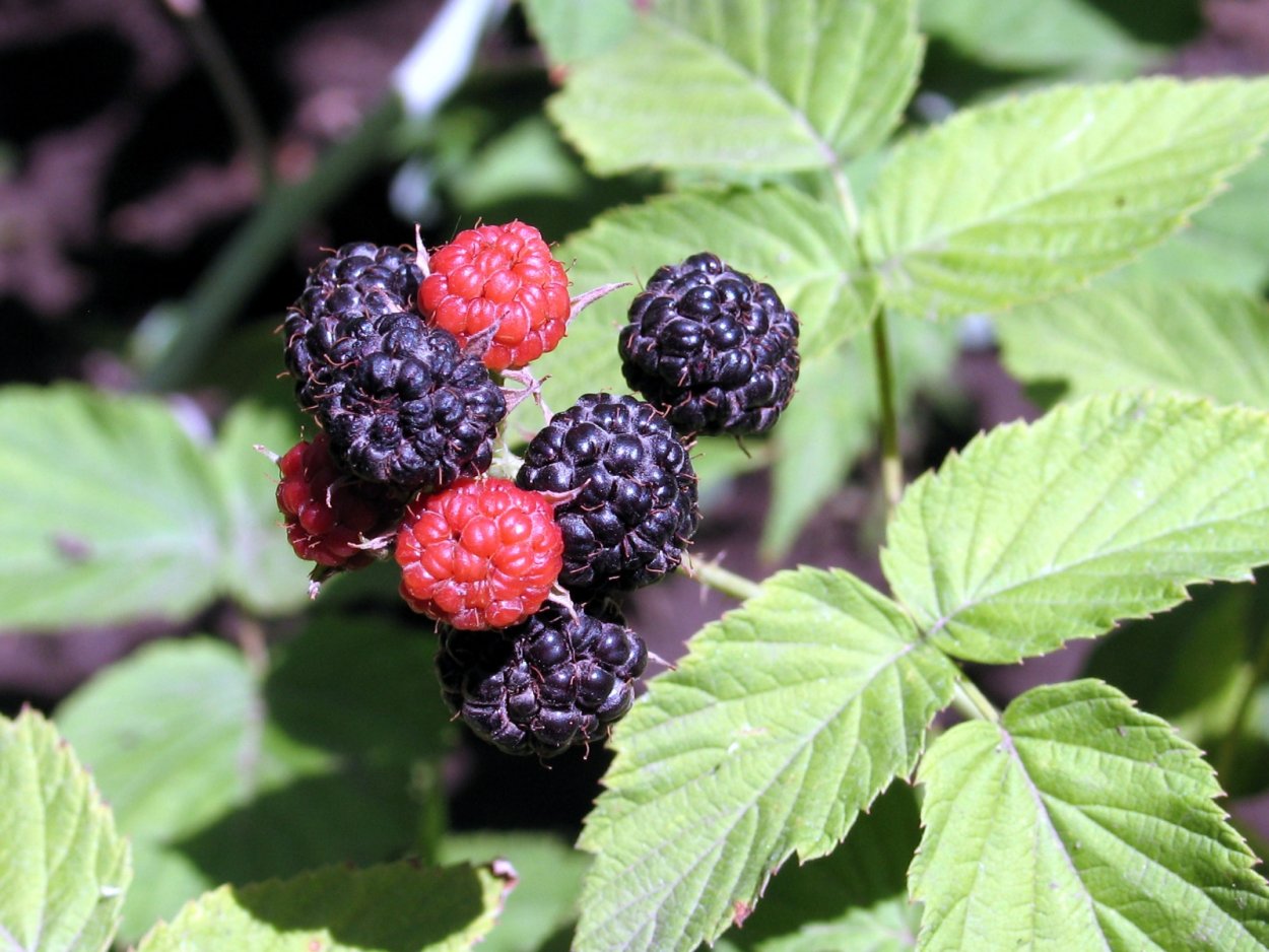 Ежевика Лесная Дикая