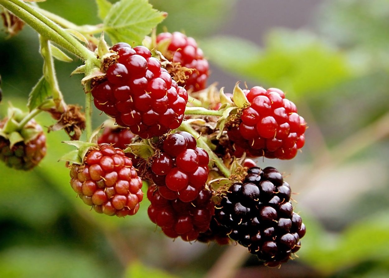 Ежевика медвежья