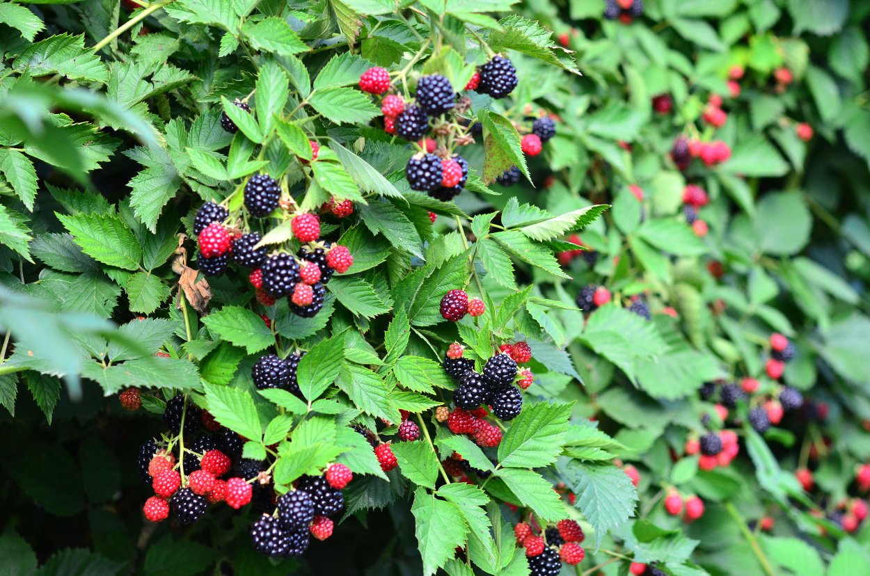 Ежевика Банч