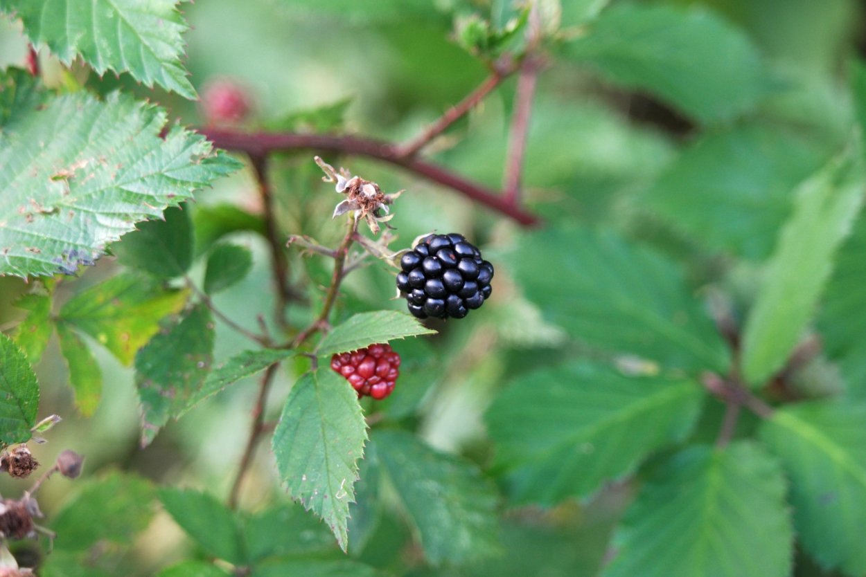 Ежевика складчатая