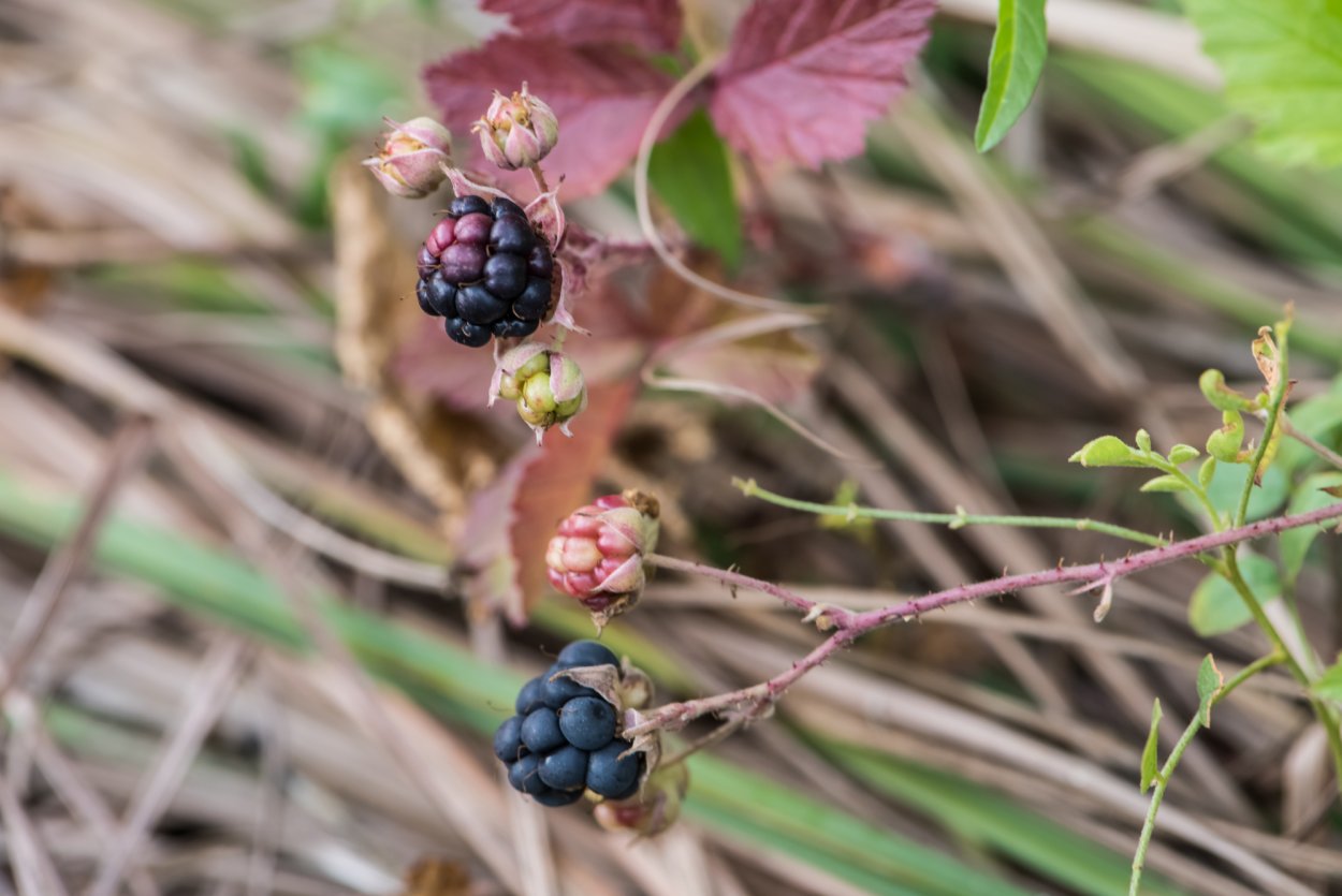 Лесные ягоды