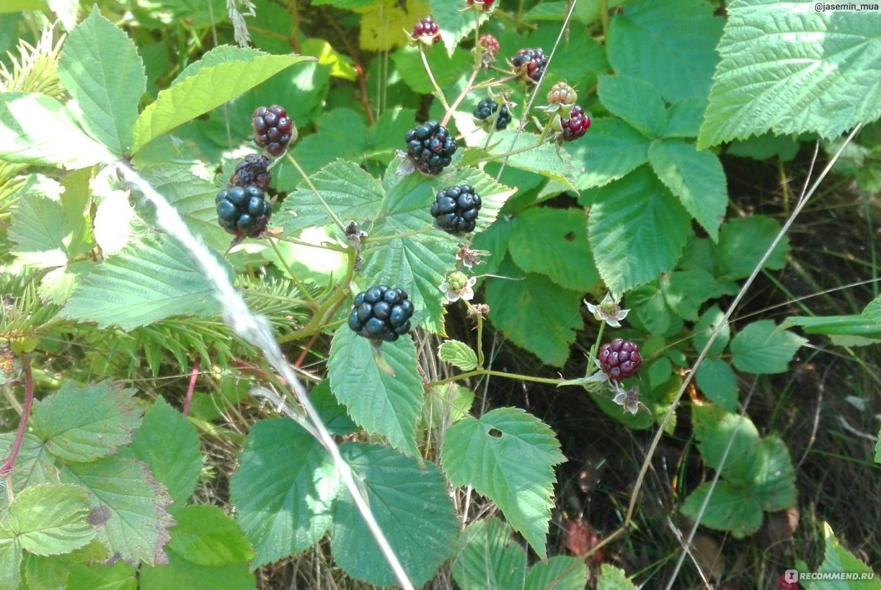 Ежевика фото ягода