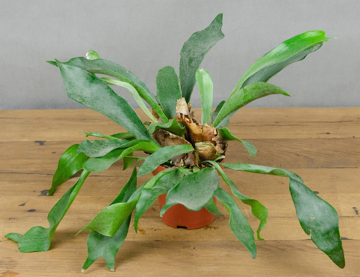 Platycerium stemaria