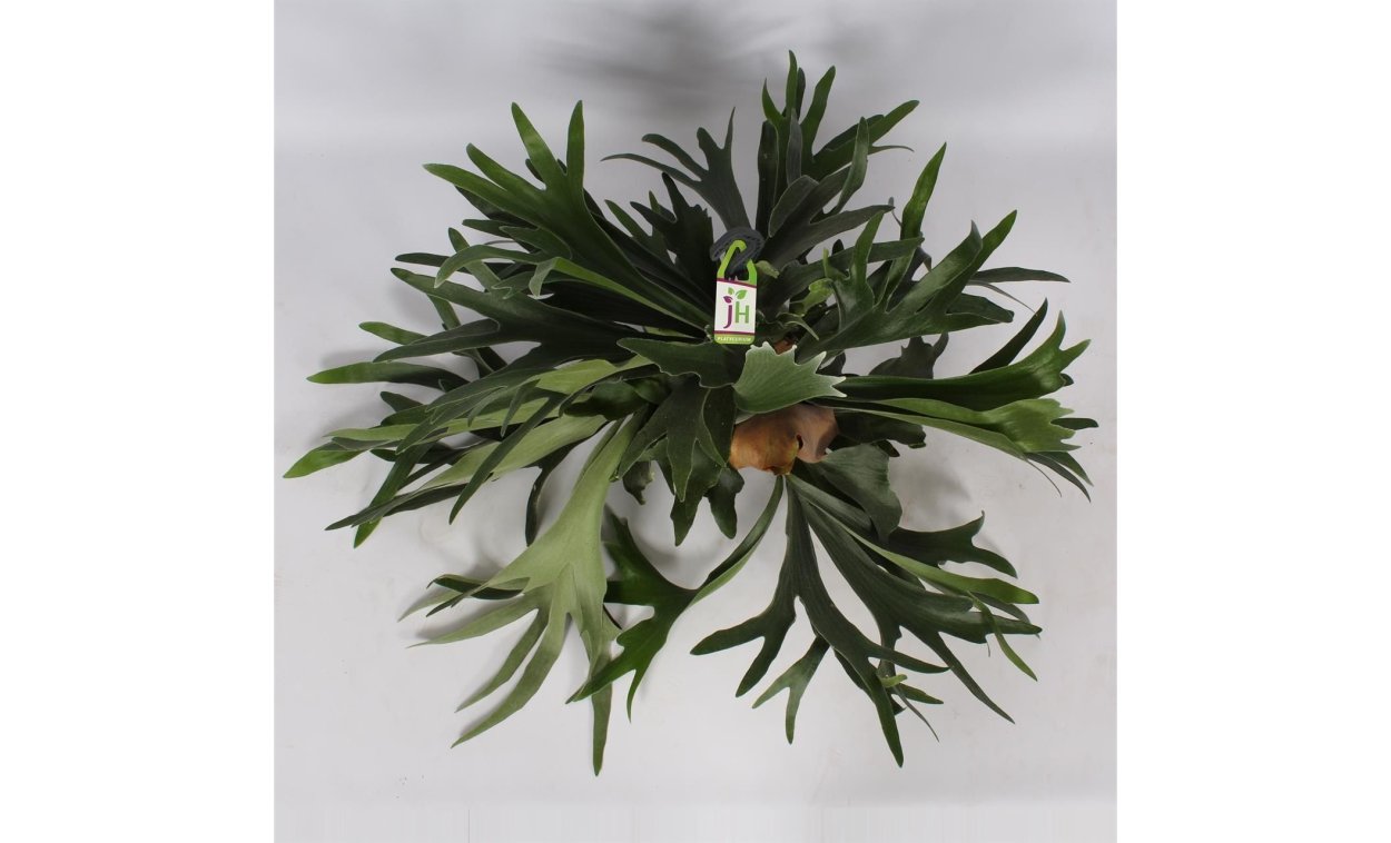 Платицериум бифуркатум