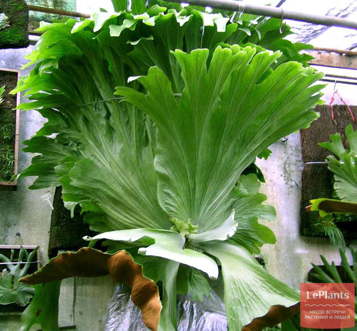 Otoglossum coronarium