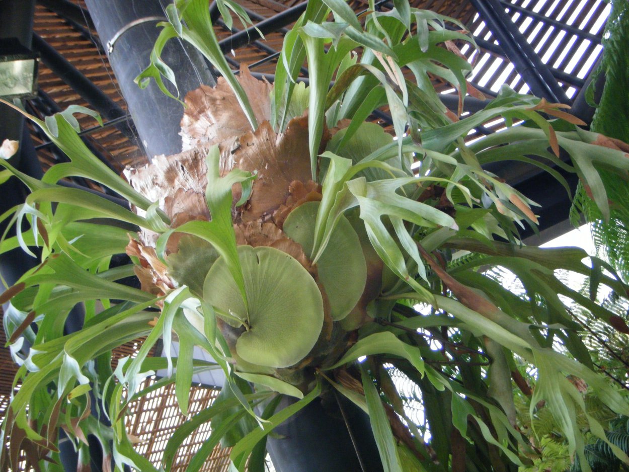 Стагхорн папоротник