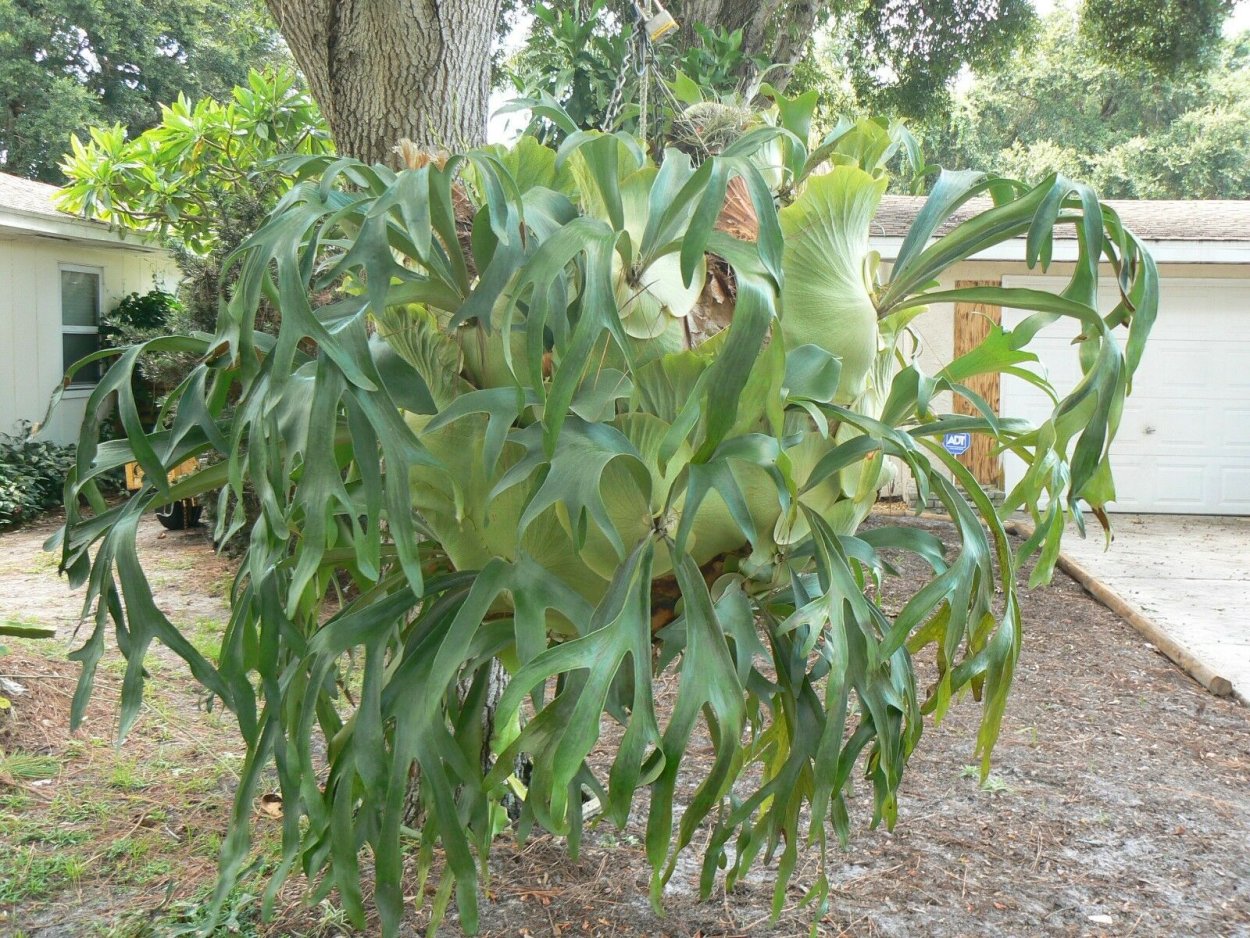 3) Платицериум оленерогий