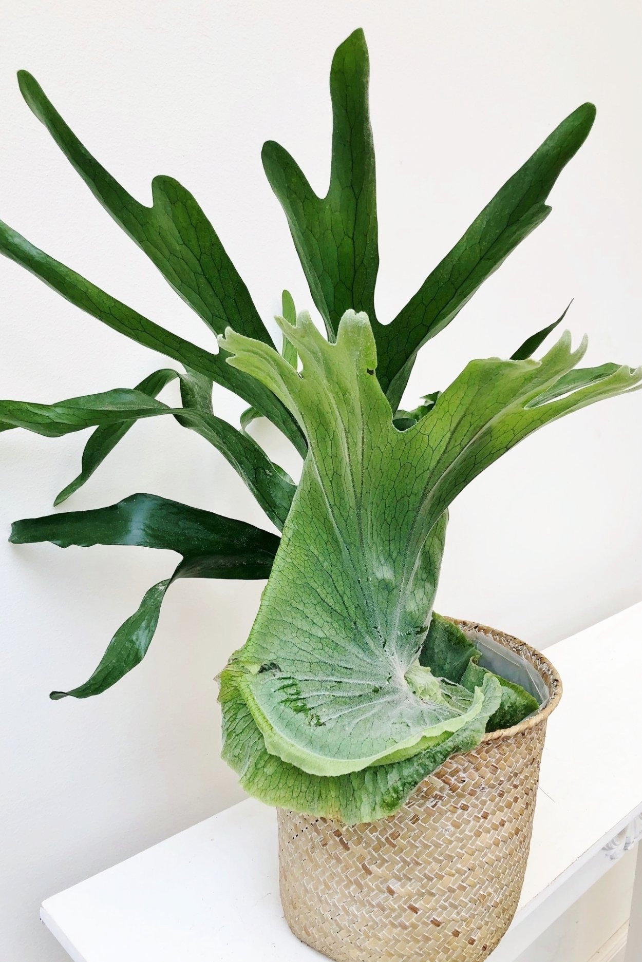 Платицериум споры купить