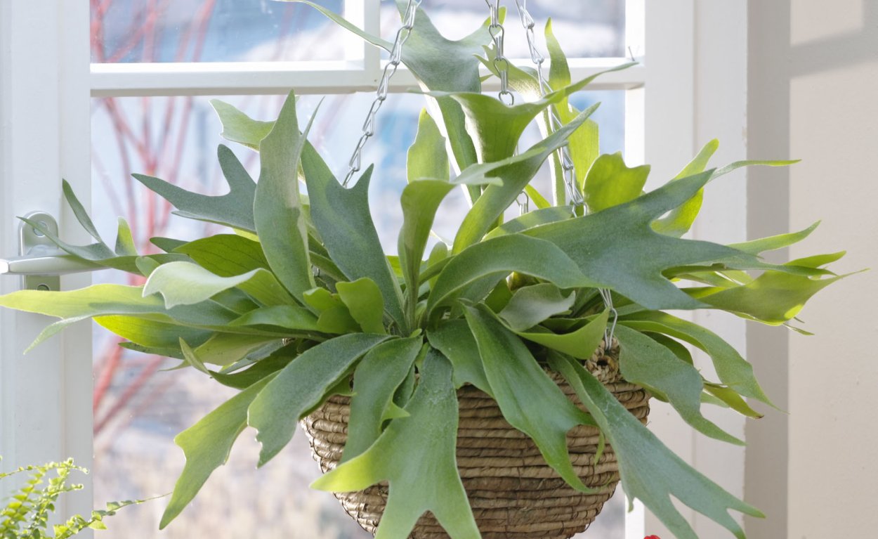 Платицериум оленерогий папоротник Википедия