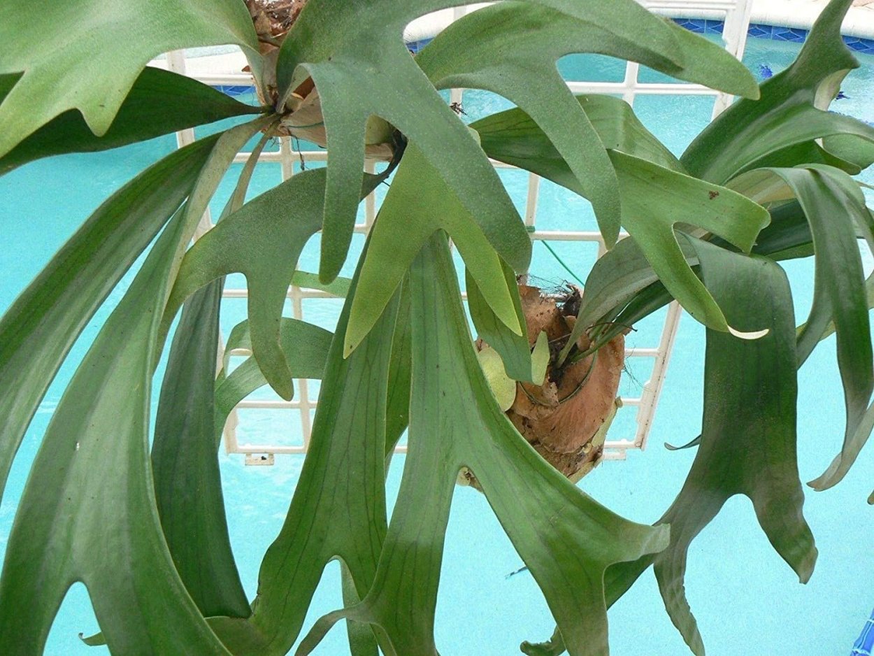 Платицериум бифуркатум d12