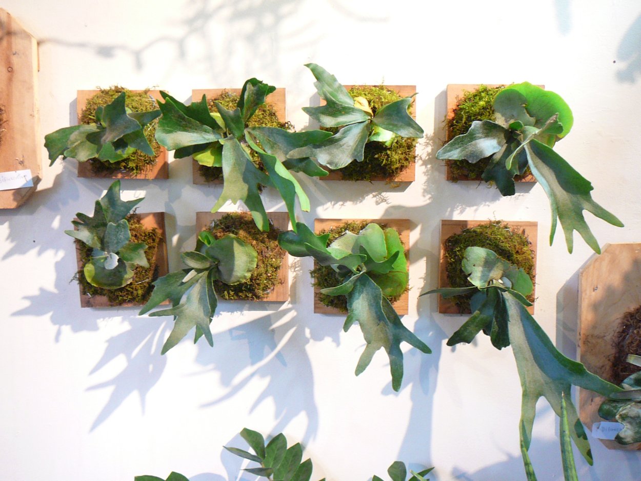 Эпифитный папоротник Платицериум