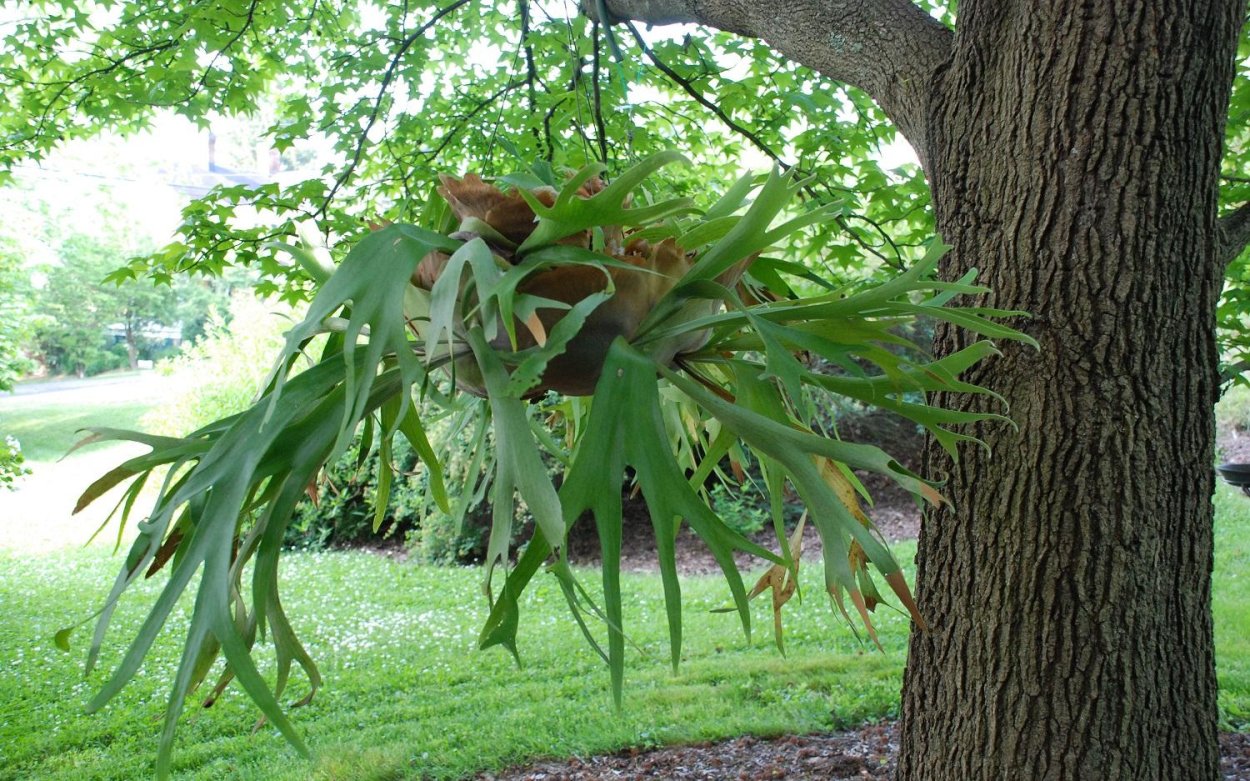 Платицериум Ханг