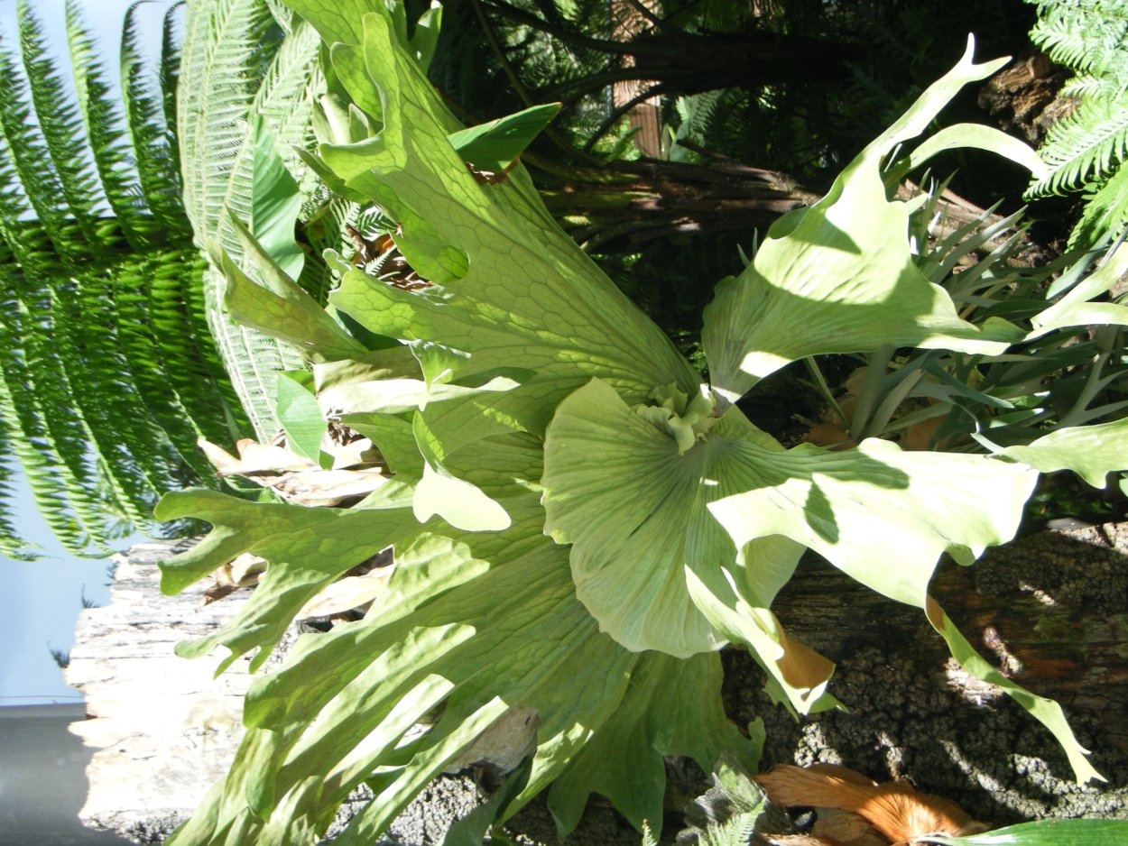 Платицериум супербум