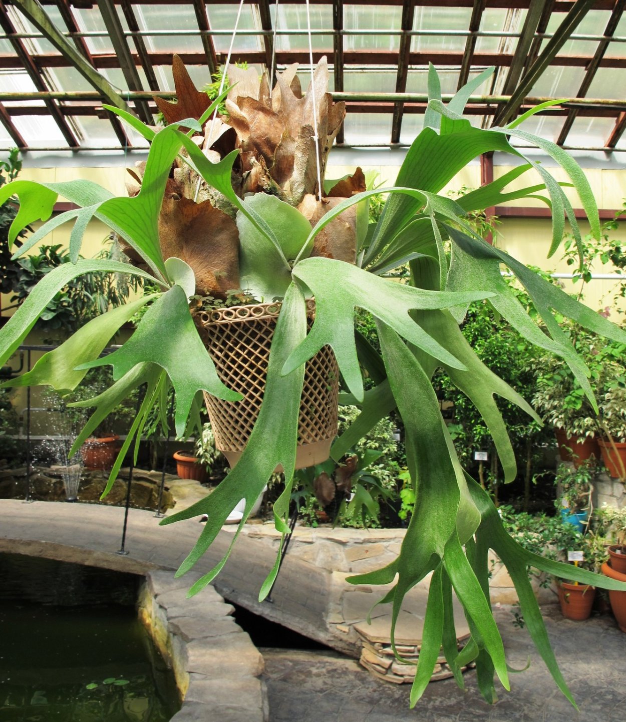 Платицериум ангольский