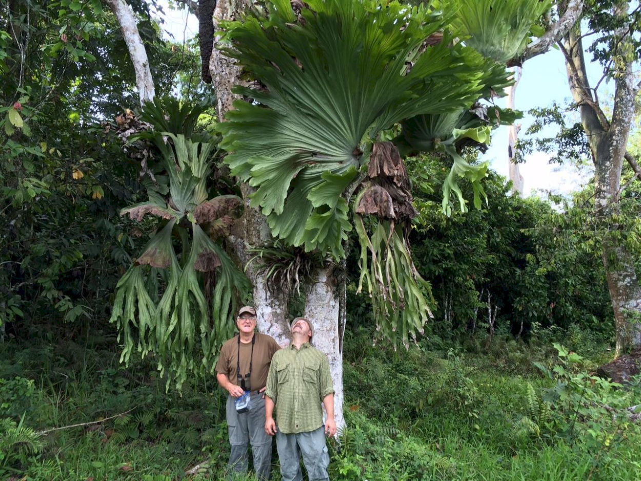 Папоротник Платицериум бифуркатум