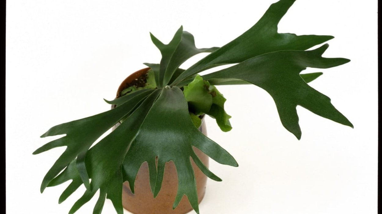 Платицериум бифуркатум