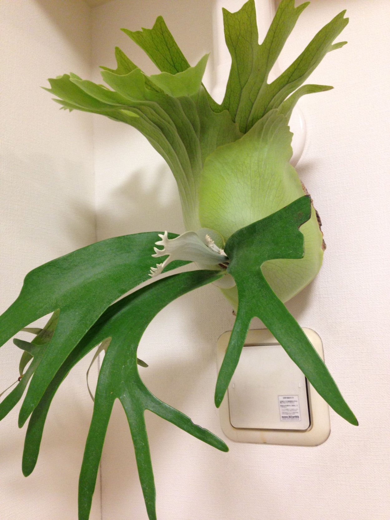 Платицериум бифуркатум