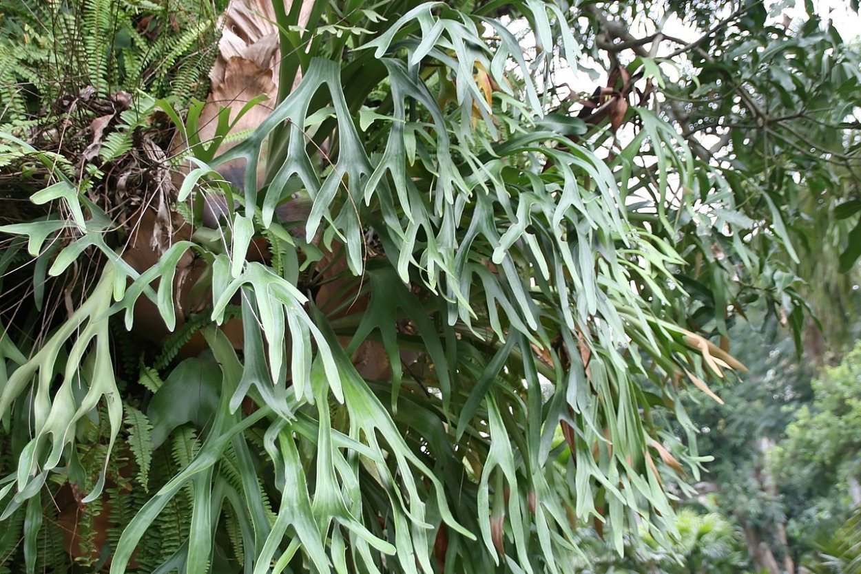 Папоротник бифуркатум