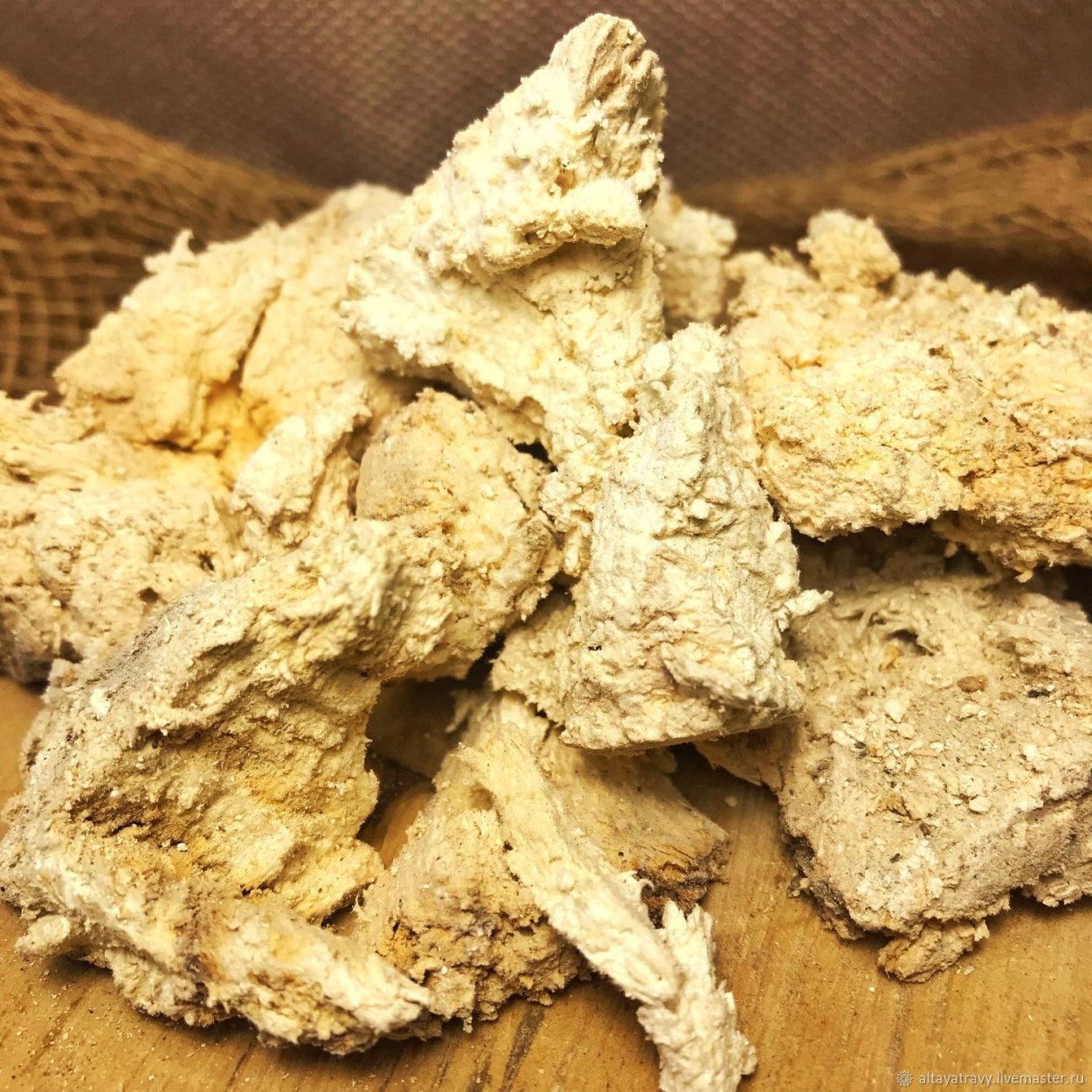 Гриб трутовик Агарикус