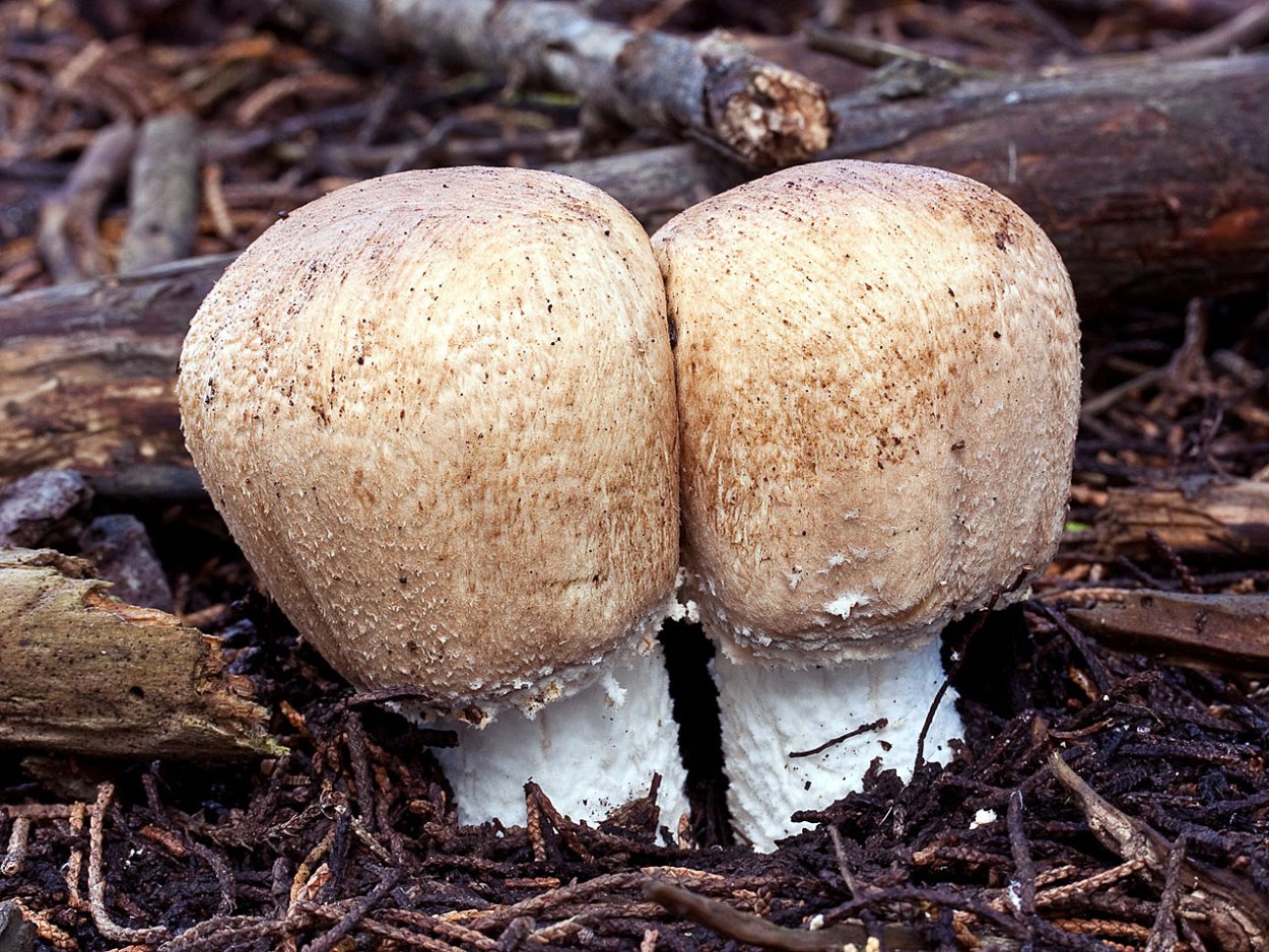Гриб Agaricus Subrufescens