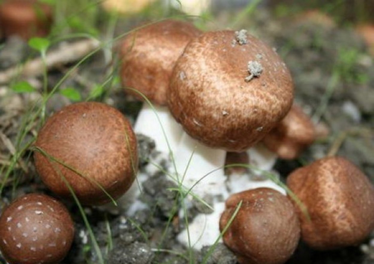 Лечебные грибы