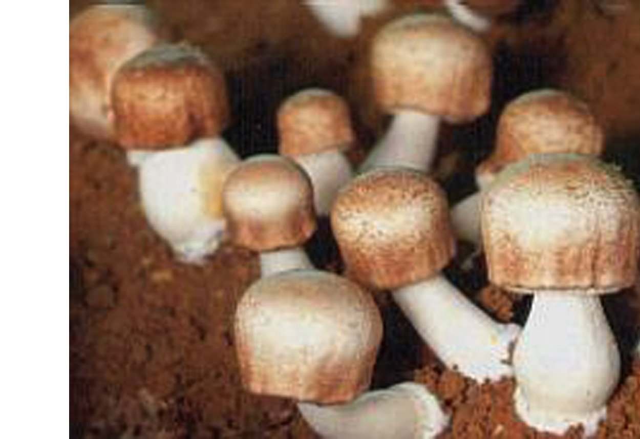 Лесные опята ложные