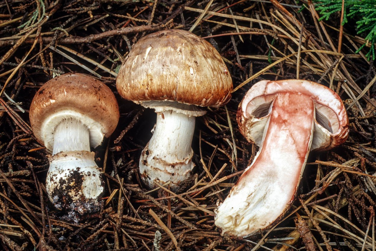 Шампиньон обыкновенный (Agaricus Campestris)