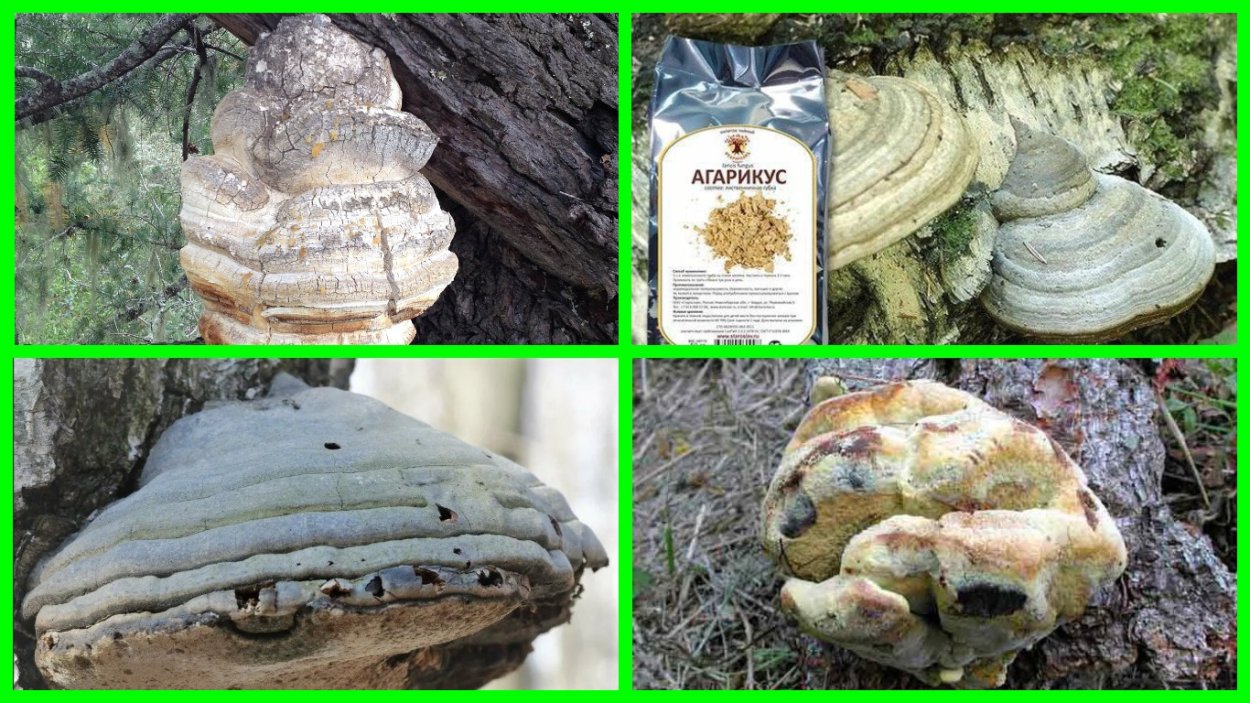 Агарикус Хорст