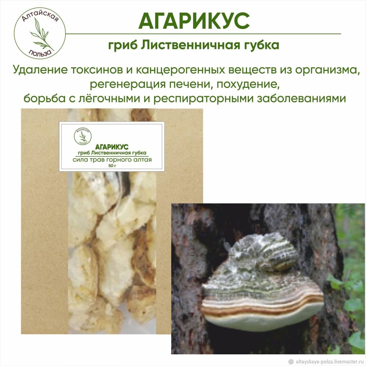 Лиственничная губка