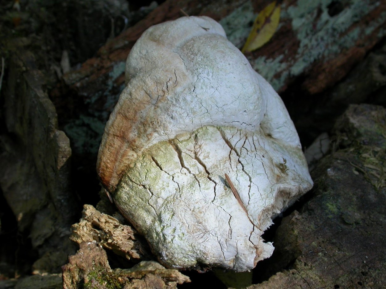 Агарикус Лиственничная