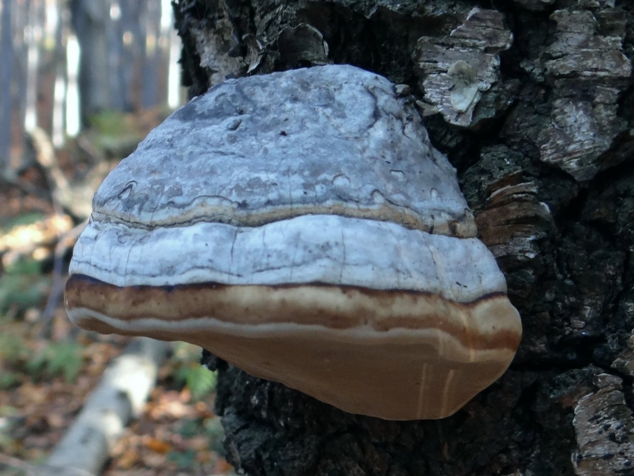 Бабье ухо на дереве