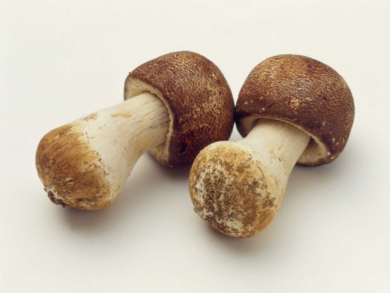 Трутовик настоящий fomes fomentarius