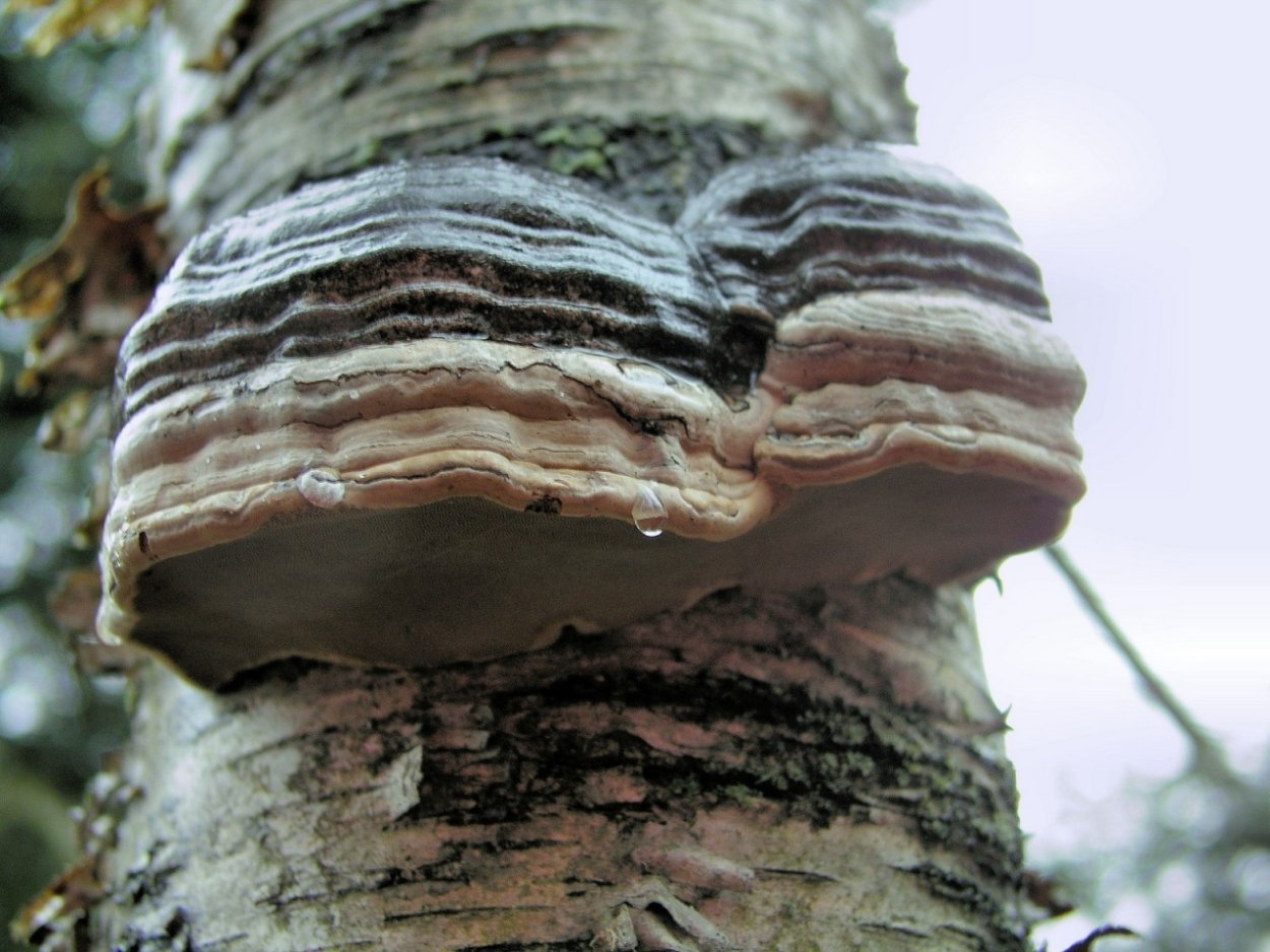 Агарик бразильский