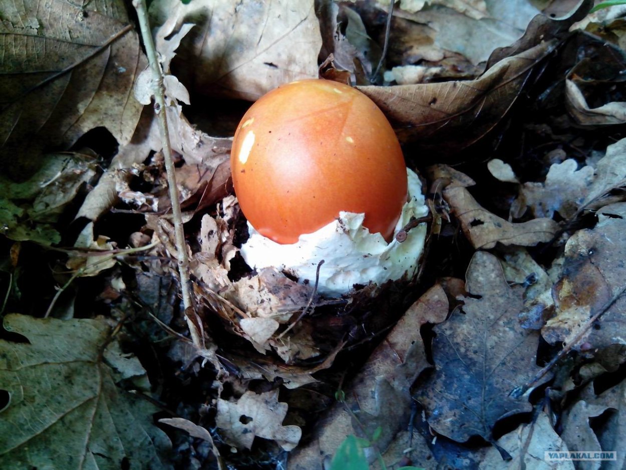Царский гриб в Абхазии