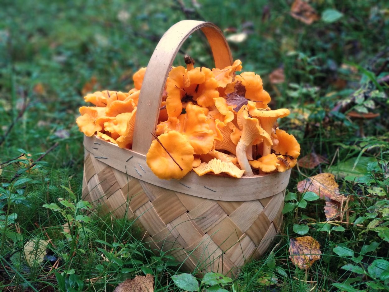 Цезарский гриб Дальневосточный съедобный