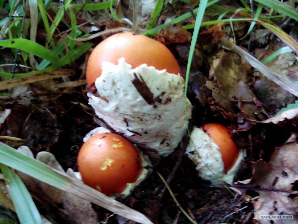 Царский мухомор