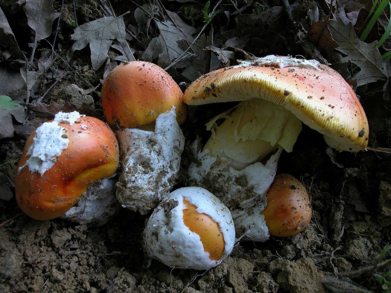 Цезарский гриб Amanita Caesarea