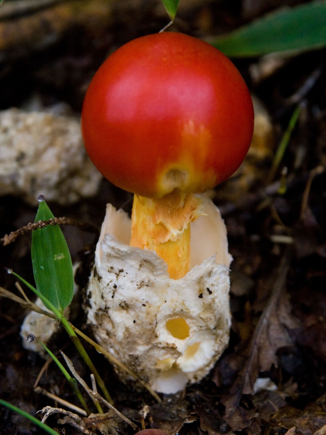 Цезарский гриб (мухомор Цезаря)